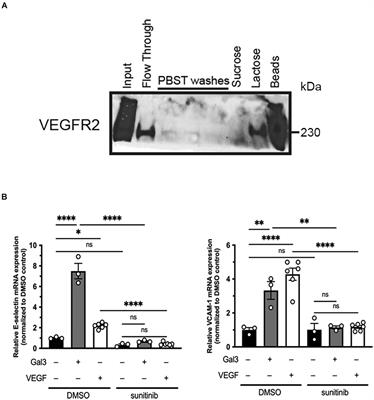 Galectin-3 Enhances Vascular Endothelial Growth Factor-A Receptor 2 Activity in the Presence of Vascular Endothelial Growth Factor